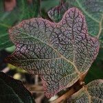 Hydrangea quercifolia Leht