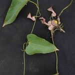 Aristolochia triangularis Leaf