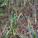 Dianella ensifolia Fruto