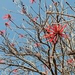Erythrina americana 花