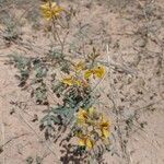 Hoffmannseggia glauca Habit