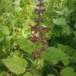 Stachys sylvaticaKukka