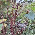 Rumex obtusifoliusHedelmä