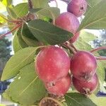 Malus hupehensis Froito