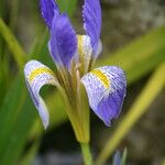 Iris lazica Flower