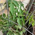 Solanum pimpinellifoliumFolla