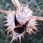 Datura stramonium Frucht