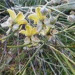 Gomphocarpus integer Flower