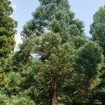 Sequoiadendron giganteum Yeri