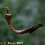 Aristolochia altissima Άλλα