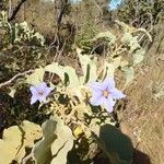 Solanum lycocarpum Flors