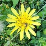 Tragopogon buphthalmoides Flower