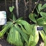 Veratrum nigrum Yaprak