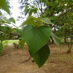 Gmelina arborea Лист