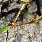 Crucianella latifolia Кора