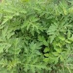 Artemisia argyi Foglia