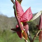 Magnolia officinalis Blomma