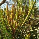 Casuarina glauca Levél