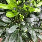 Trichilia havanensis 葉