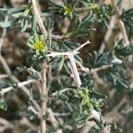 Gymnocarpos decander Hoja