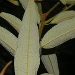 Mabea montana Leaf