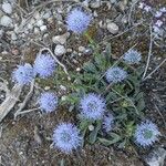 Globularia vulgaris Kvet