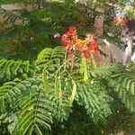 Caesalpinia pulcherrima List