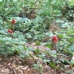 Arisaema triphyllumПлод