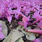 Tabebuia impetiginosa Flor