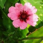 Potentilla nepalensis Flower