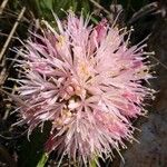 Haemanthus humilis Цветок