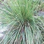 Festuca heterophylla Blatt