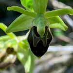 Ophrys sphegodes Λουλούδι