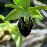 Ophrys sphegodes Flor