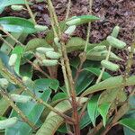 Vochysia ferruginea Fruit