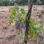 Bolusanthus speciosusÕis