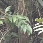 Solanum seaforthianum Leaf