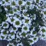 Scaevola plumieri Flower