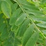 Amorpha fruticosa Leaf