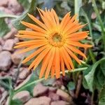 Gerbera jamesonii Blüte