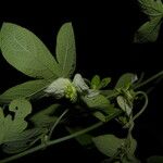Dalechampia scandens Hábito