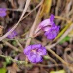 Strobilanthes pentastemonoides Агульны выгляд