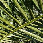 Phoenix canariensis Folha