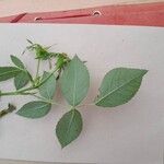 Rosa corymbifera Hoja