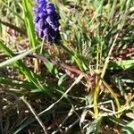 Muscari neglectumफूल