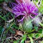 Cirsium acaulon 花