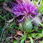 Cirsium acaule Květ