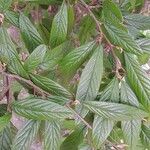 Cotoneaster salicifolius Лист