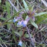 Collinsia parviflora Fiore