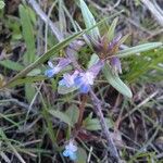 Collinsia parviflora Квітка